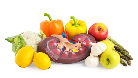 Photo of Kidney model and different healthy products on white background