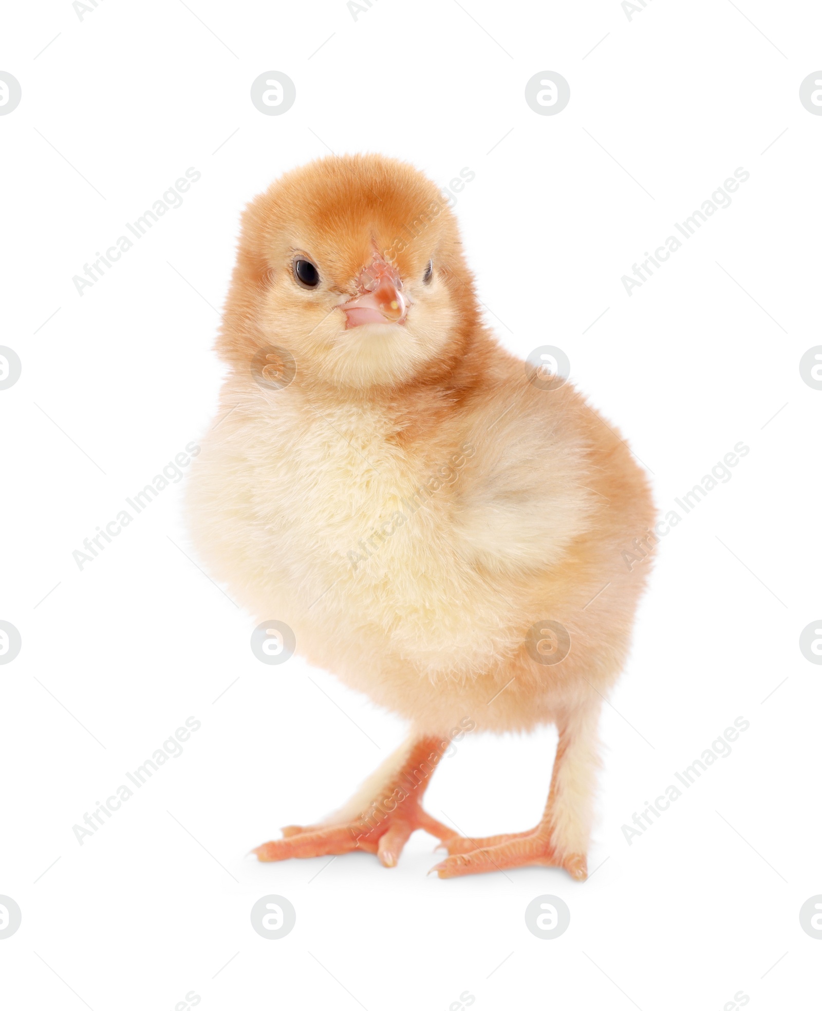 Photo of Cute fluffy baby chicken on white background