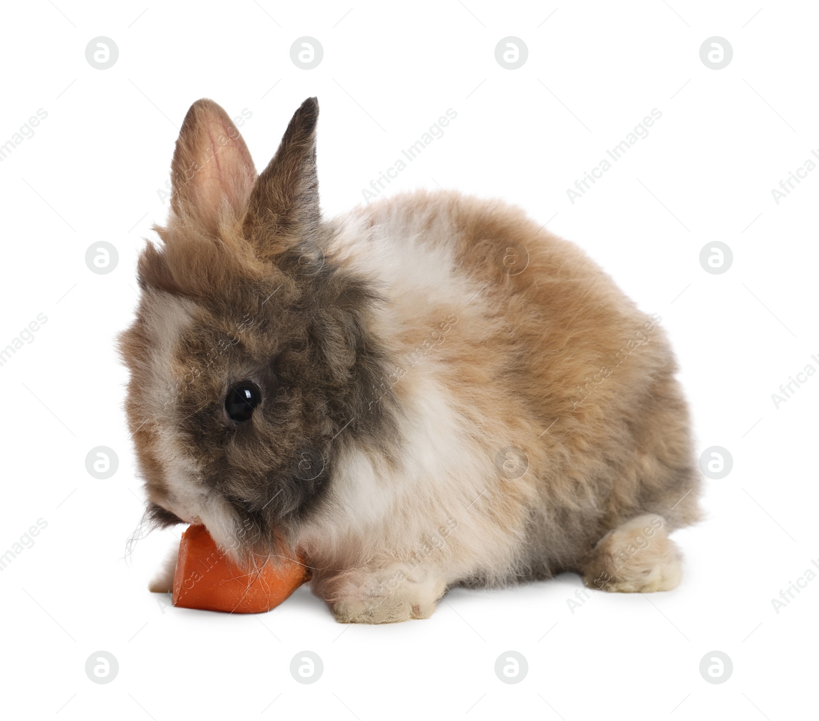 Photo of Cute fluffy pet rabbit isolated on white