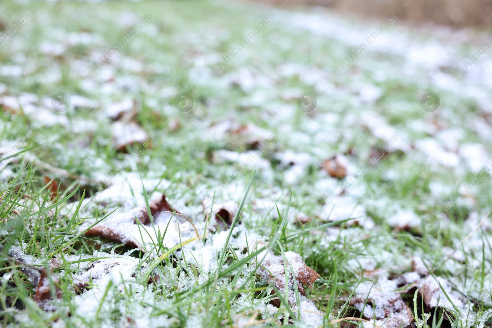 Photo of Green grass covered with snow on winter day, closeup