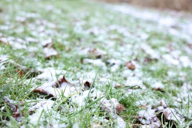 Green grass covered with snow on winter day, closeup