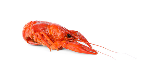 Fresh delicious boiled crayfish isolated on white