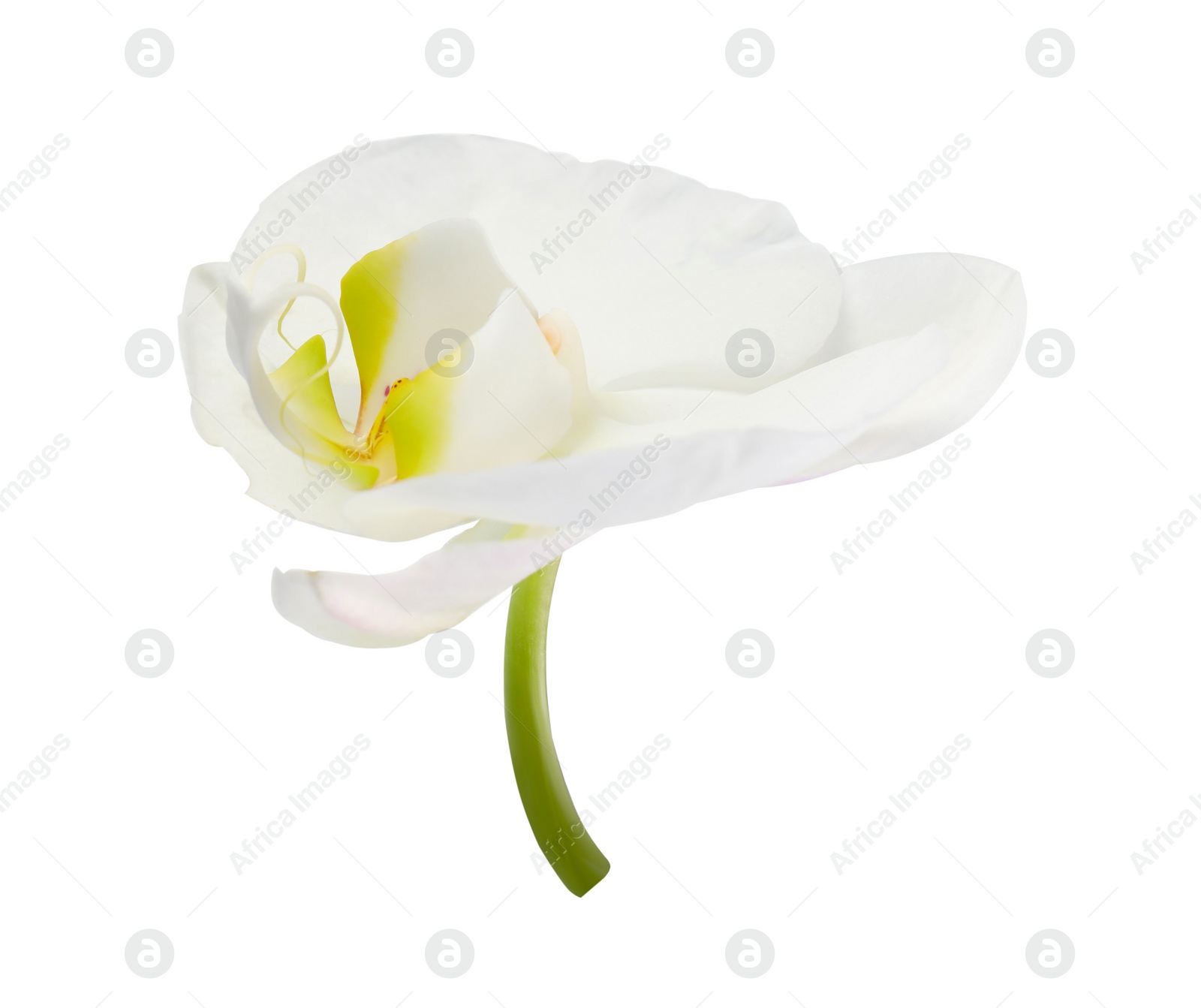 Photo of One beautiful orchid flower isolated on white