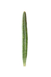 Photo of Fresh green rosemary leaf on white background