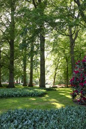 Photo of Park with beautiful flowers, trees and blooming bushes on sunny day. Spring season
