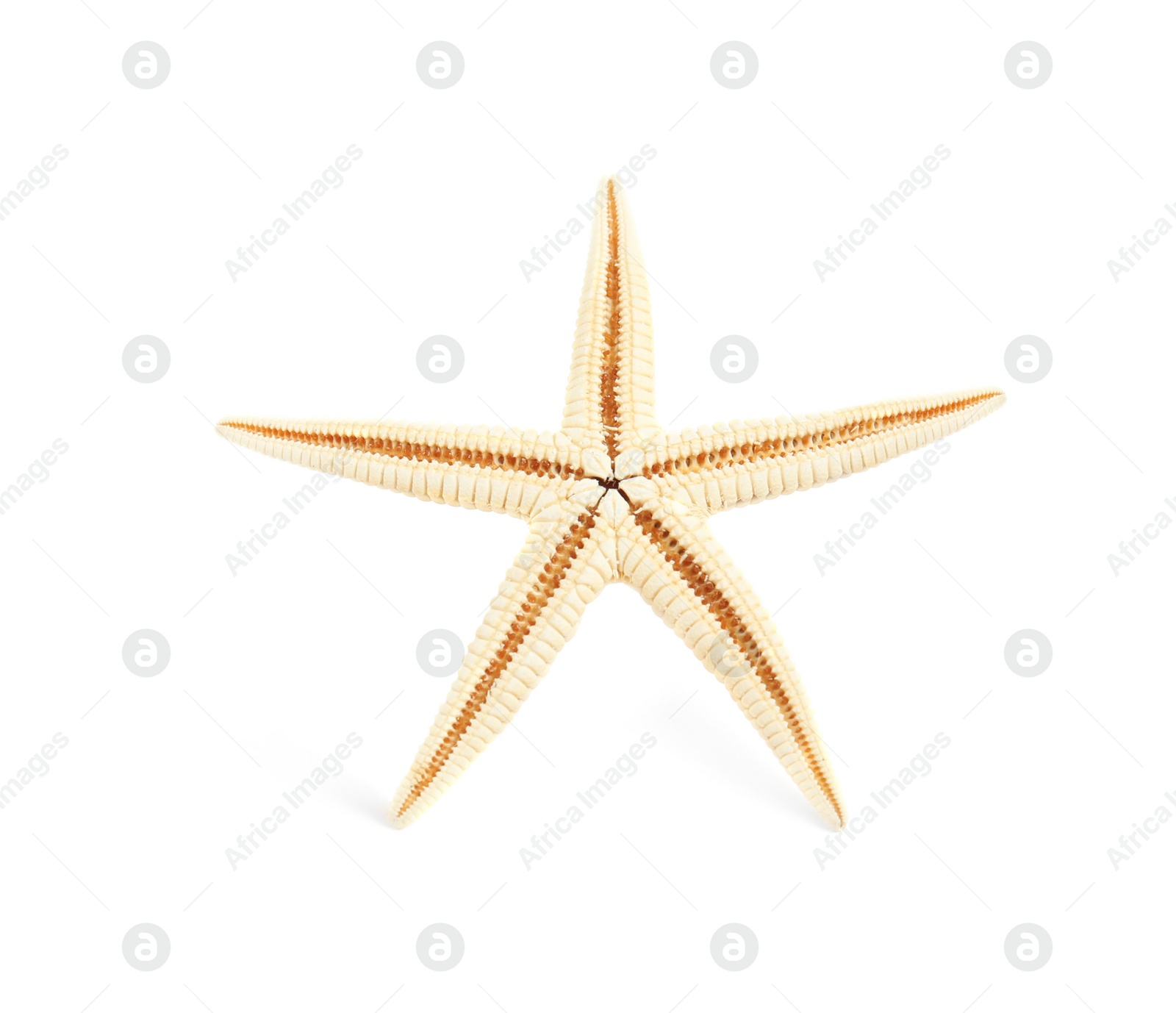 Photo of Beautiful starfish on white background. Beach object