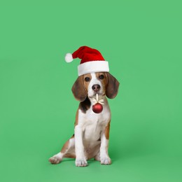 Image of Adorable puppy in Santa hat holding red Christmas ball on aquamarine background