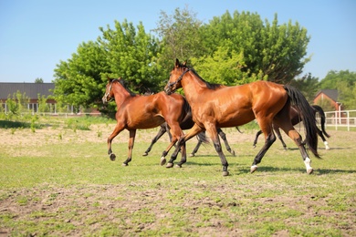 Photo of Bay horses in paddock on sunny day. Beautiful pets