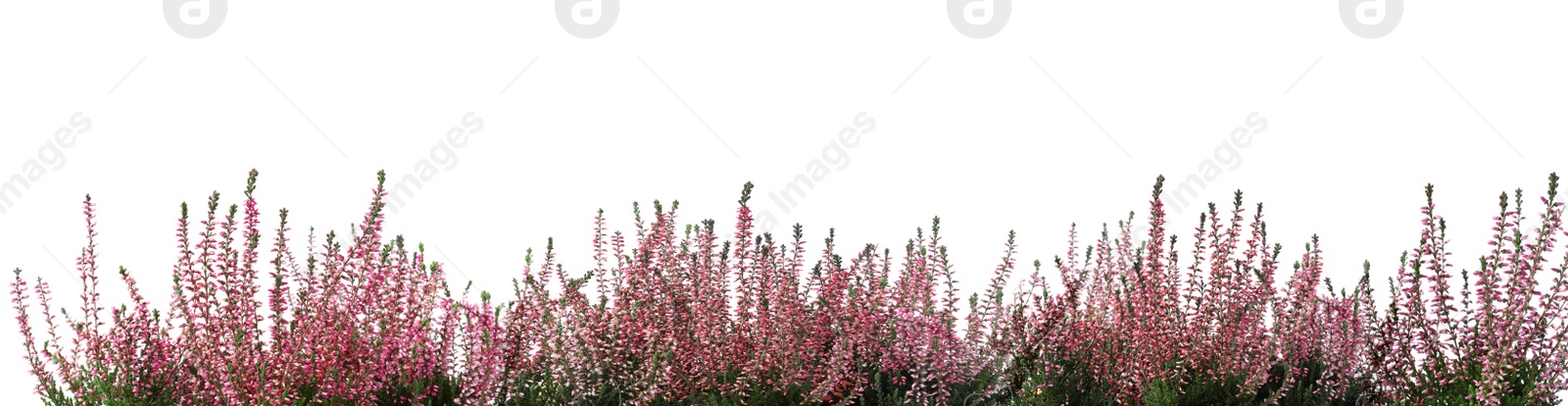 Image of Heather with beautiful flowers on white background. Banner design