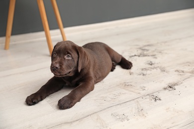 Photo of Chocolate Labrador Retriever puppy and dirty paw prints on floor indoors