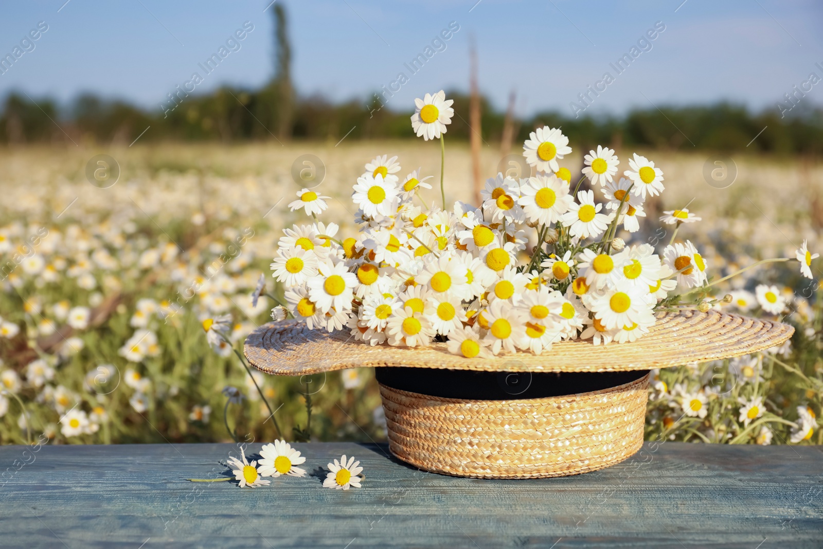 Photo of Straw hat with chamomiles on blue wooden table in field