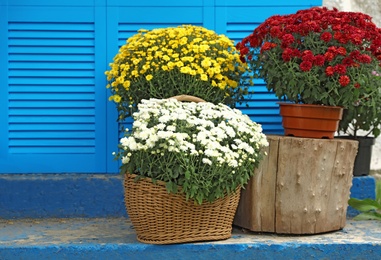 Beautiful fresh chrysanthemum flowers on stairs near blue shutters outdoors