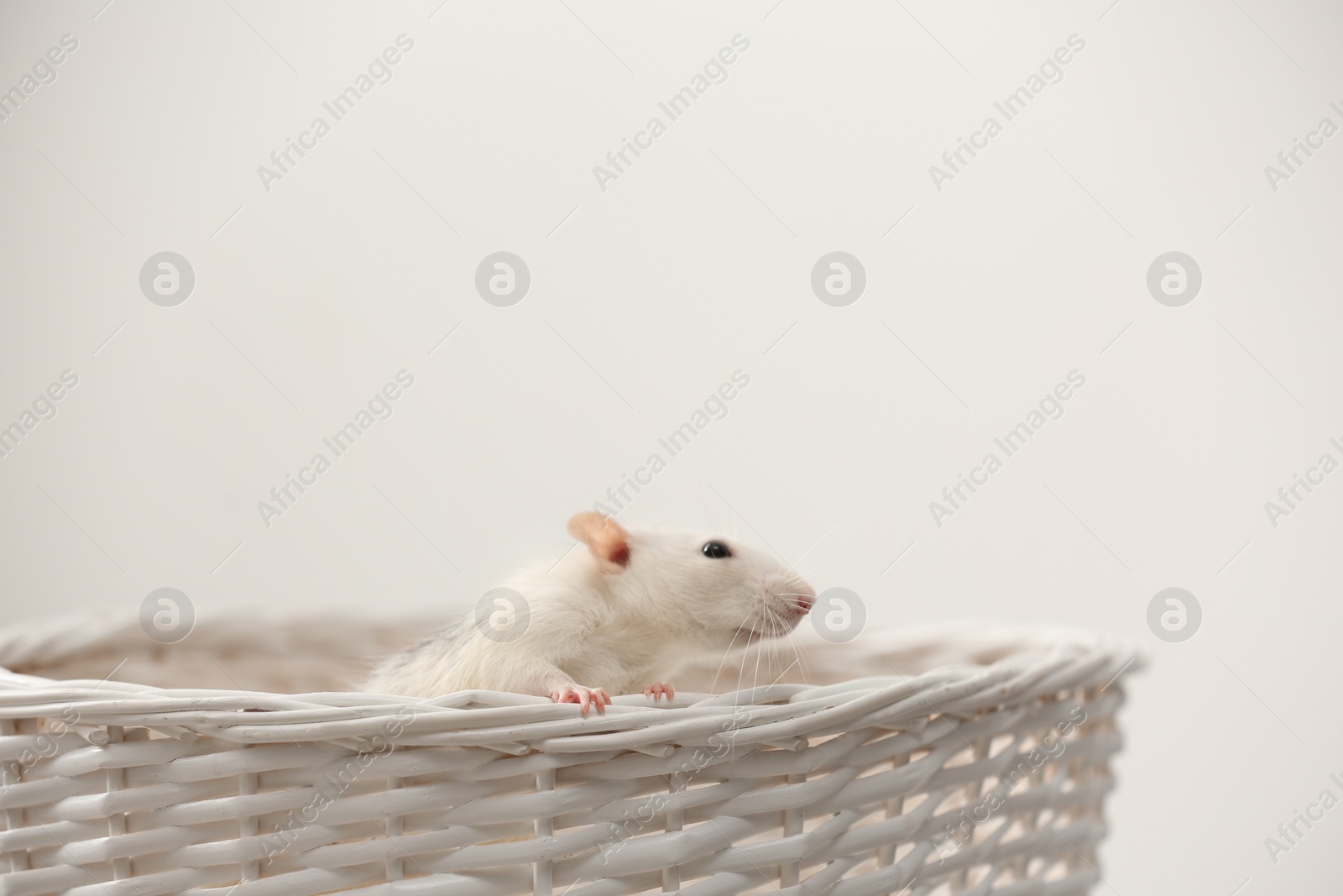 Photo of Cute small rat in basket against light background