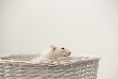 Cute small rat in basket against light background