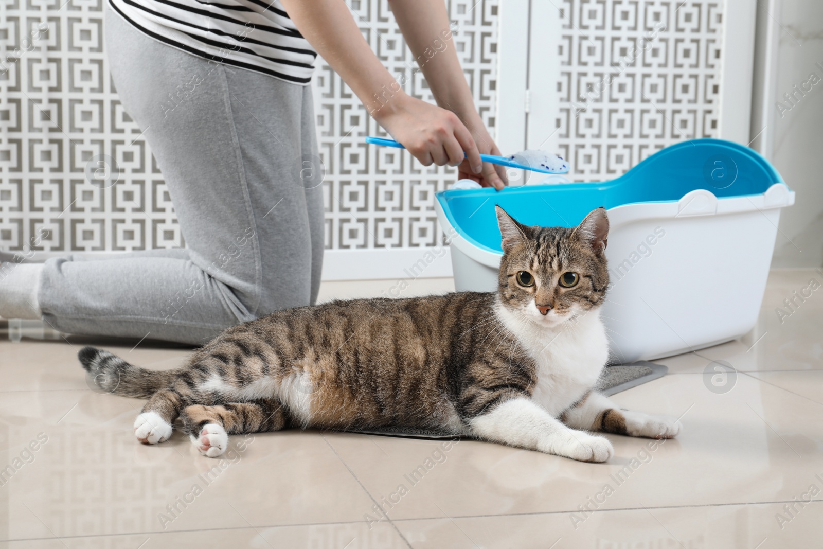 Photo of Woman cleaning cat litter tray in bathroom, closeup