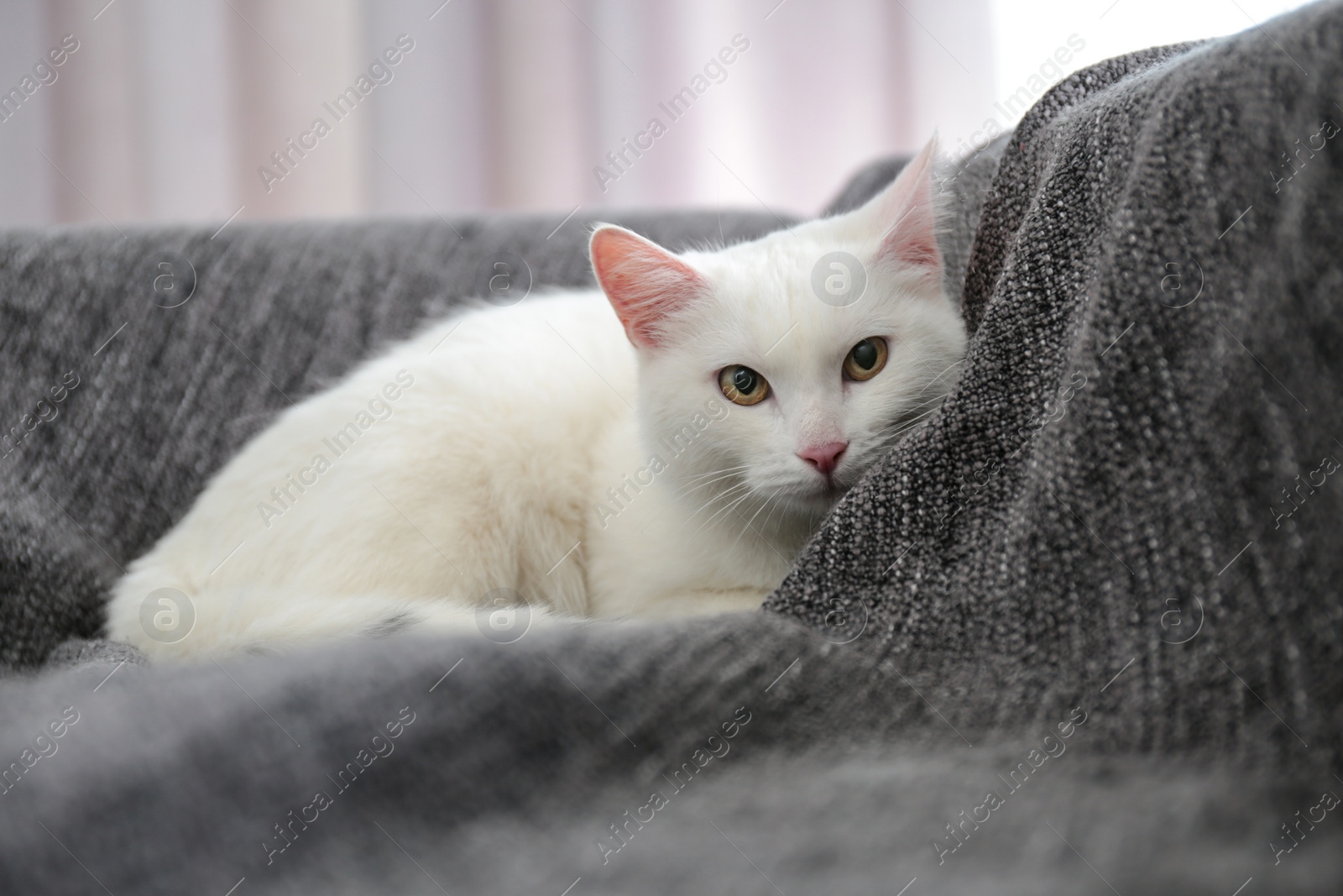 Photo of Adorable cat on sofa looking into camera indoors