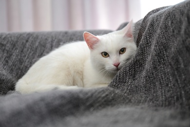 Adorable cat on sofa looking into camera indoors