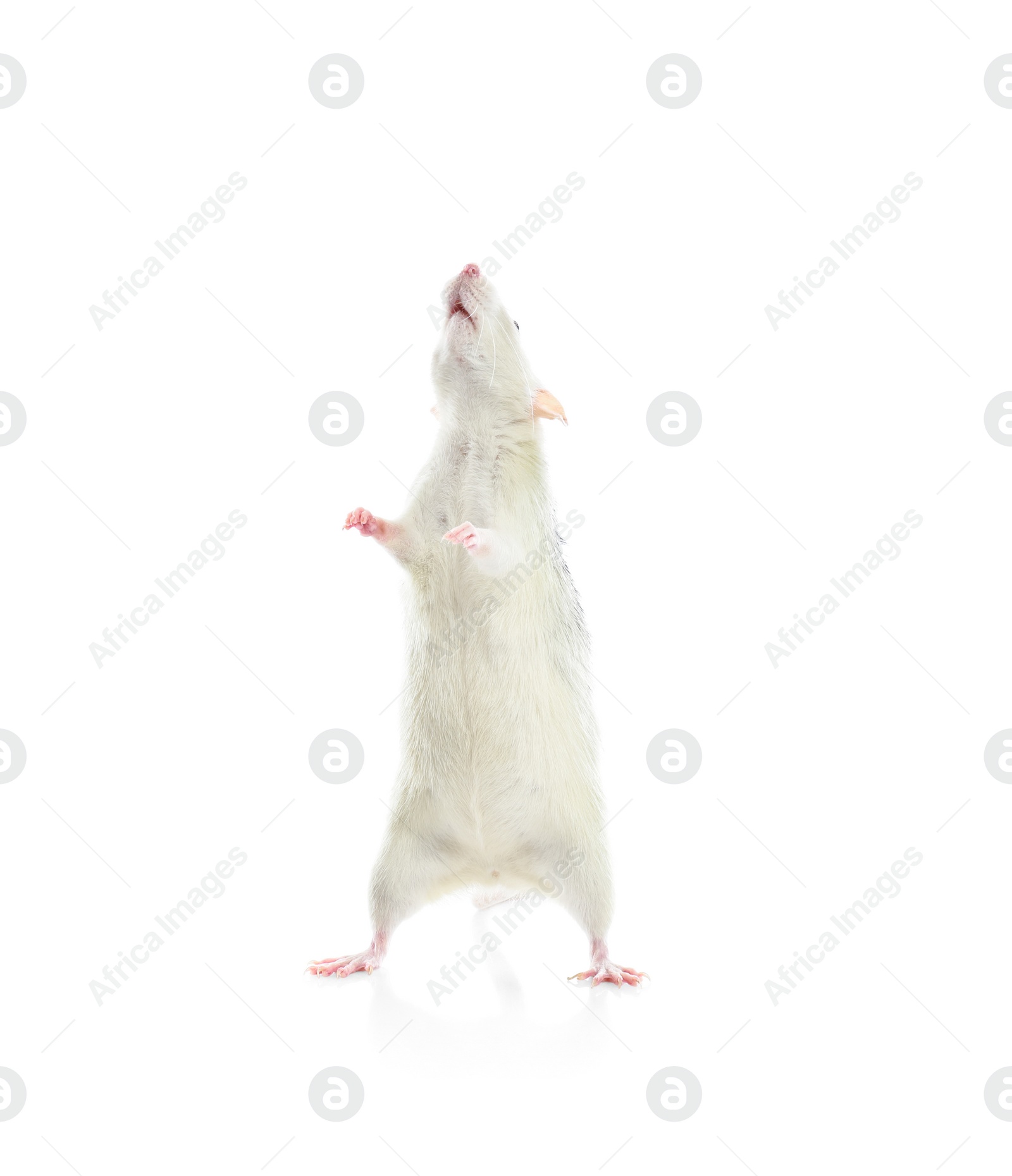 Photo of Cute rat on white background. Small rodent