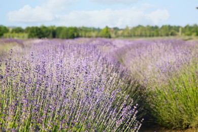 Photo of Beautiful view of blooming lavender growing in field