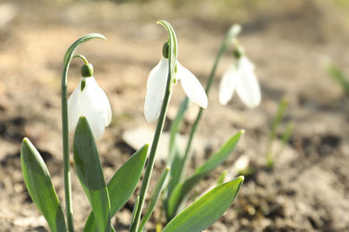 Photo of Beautiful blooming snowdrops in garden. First flowers