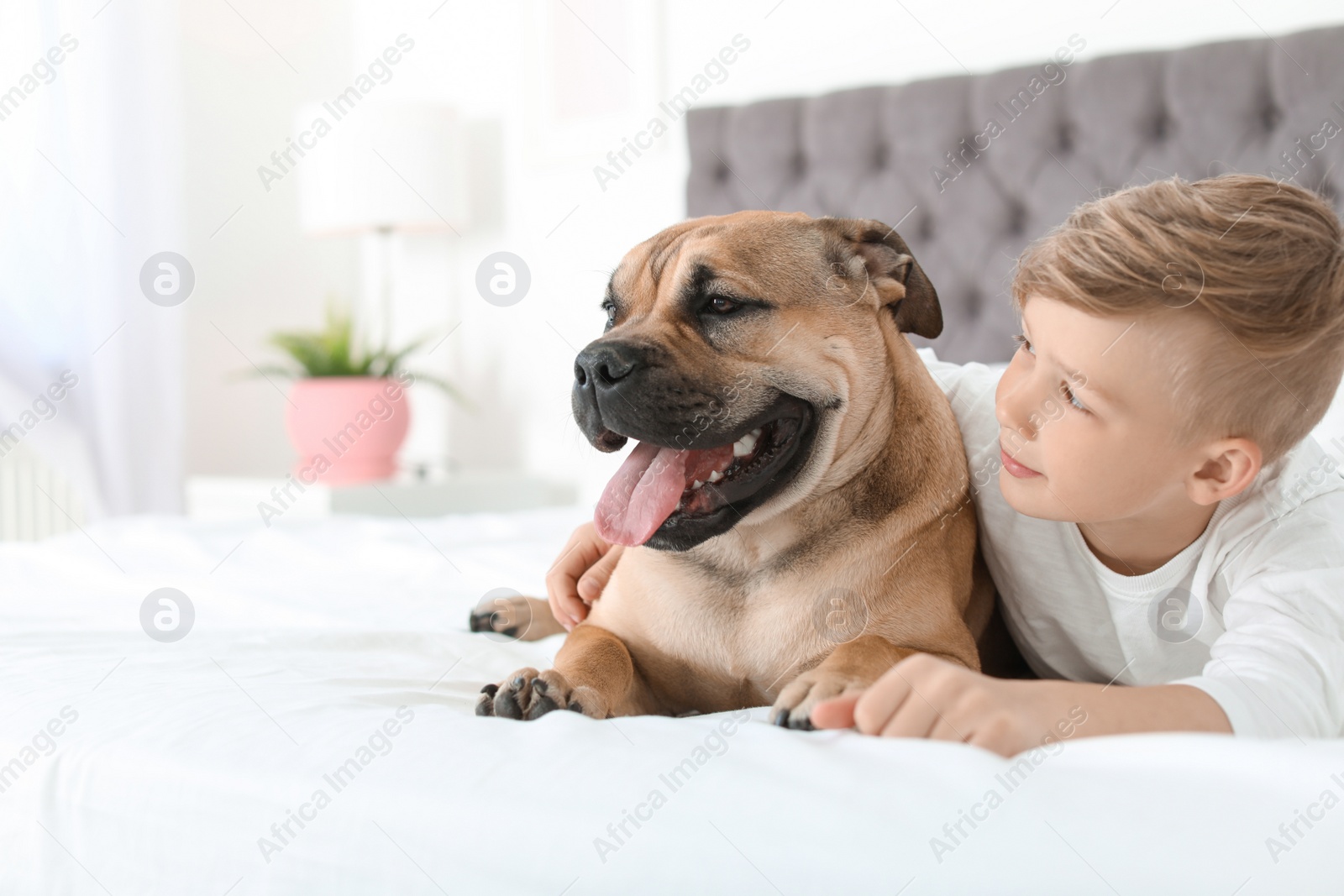 Photo of Cute little child with his dog resting on bed at home