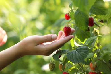 Photo of Woman picking ripe raspberries from bush outdoors, closeup