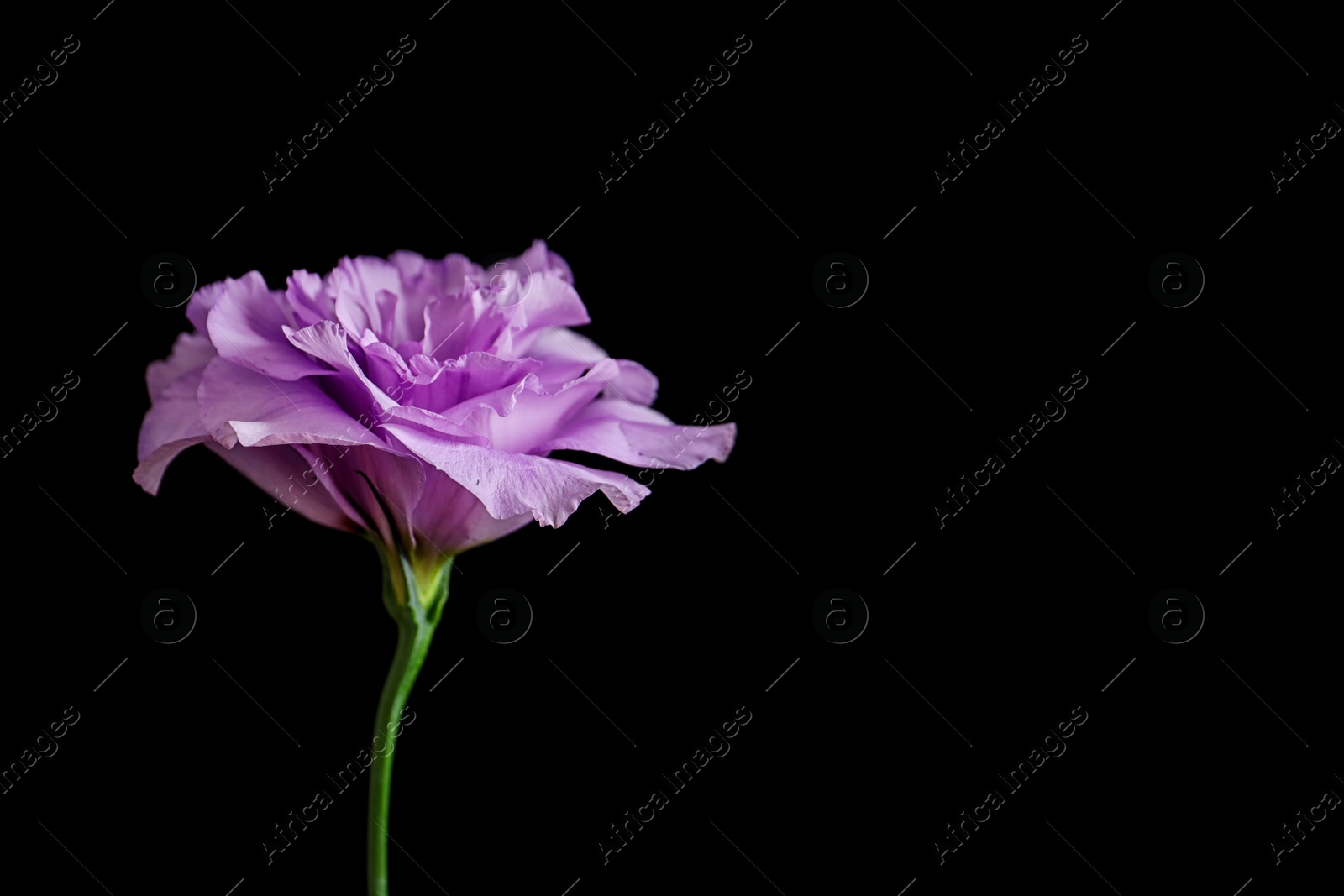 Photo of Beautiful Eustoma flower on dark background