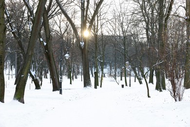 Photo of Sunbeams shining through trees in snowy park