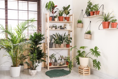 Stylish room interior with different home plants