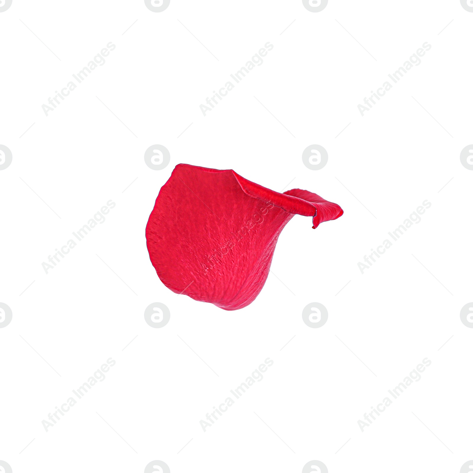 Photo of Tender red rose petal isolated on white