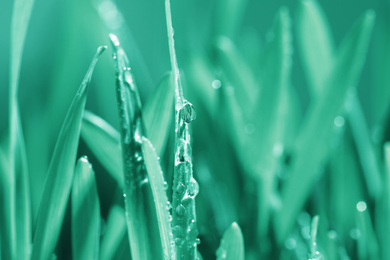 Image of Lush grass with water drops on blurred background, closeup. Toned in green