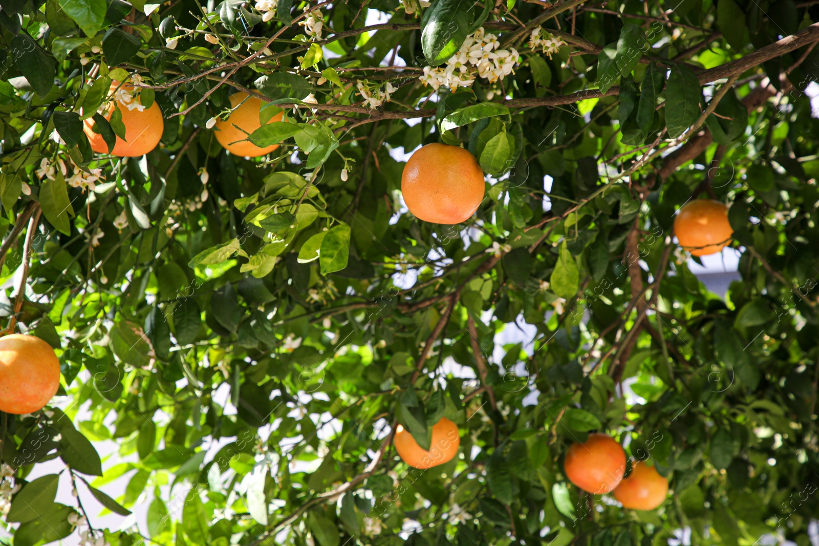 Photo of Fresh ripe grapefruits growing on tree outdoors