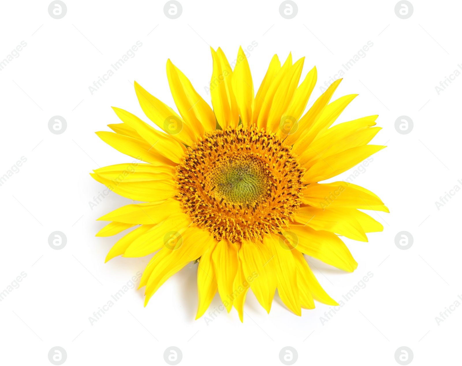 Photo of Beautiful bright sunflower on white background