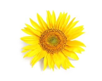 Beautiful bright sunflower on white background