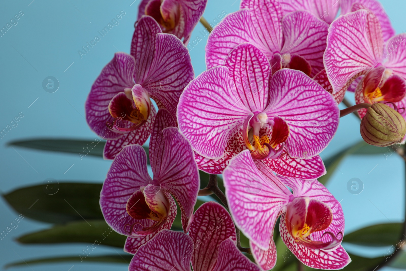 Photo of Beautiful pink orchid flower on light blue background, closeup