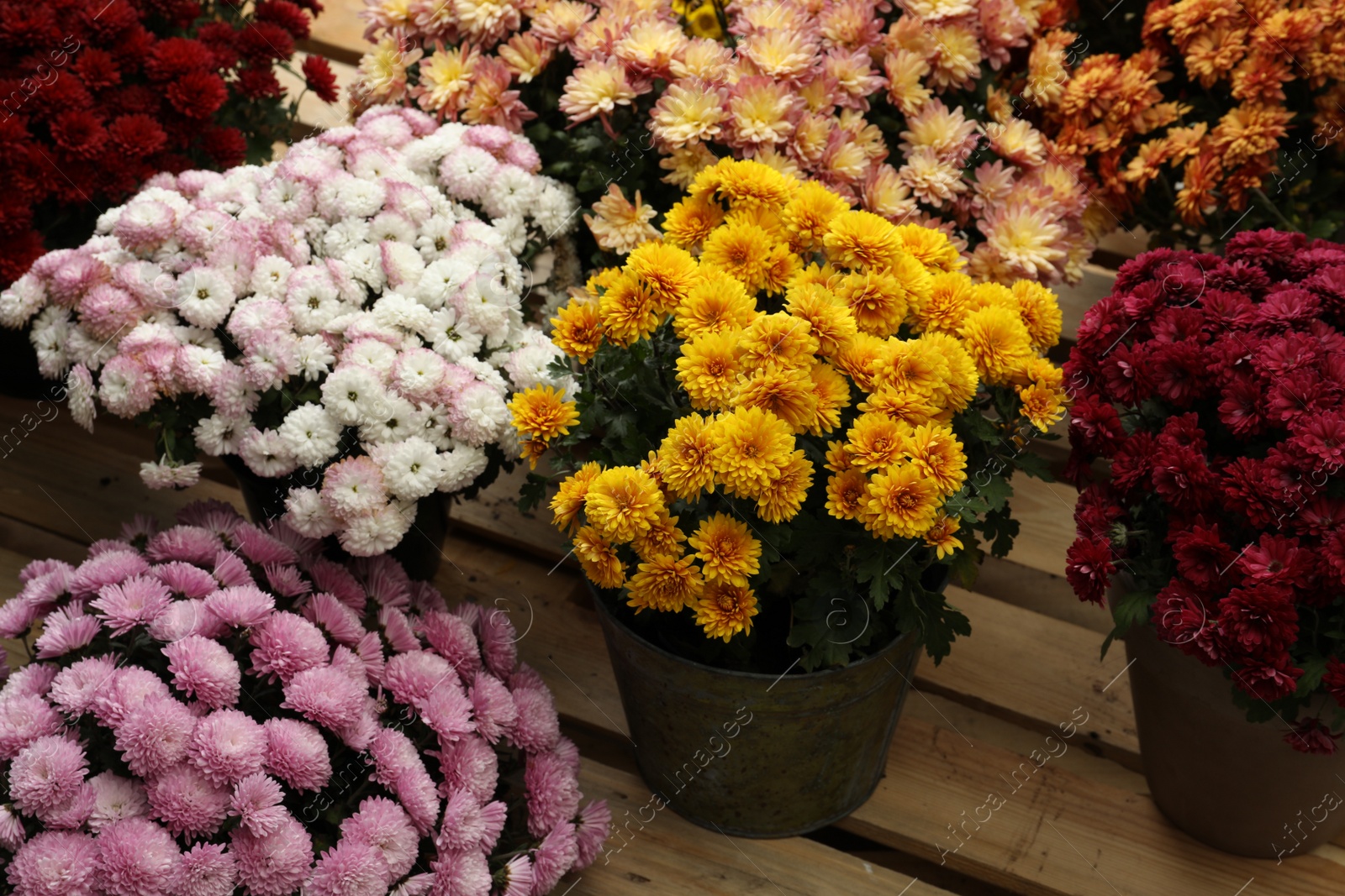 Photo of Beautiful different color Chrysanthemum flowers in pots on wooden pallet