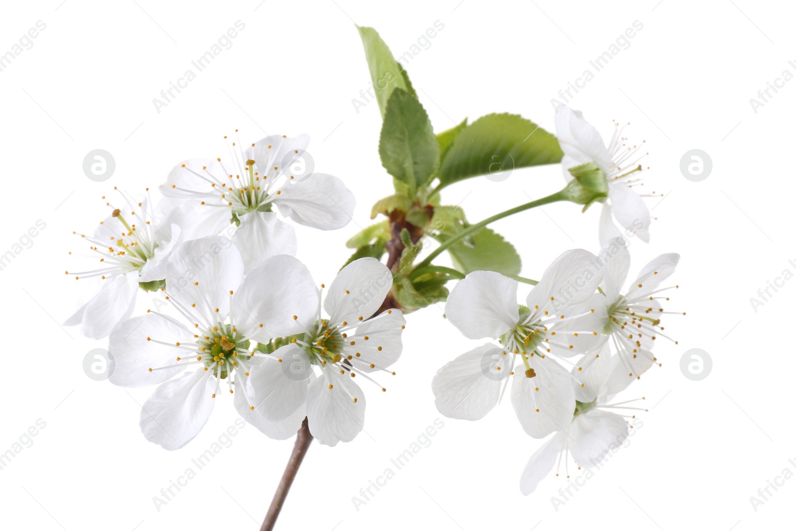 Photo of Spring branch with beautiful blossoms and leaves isolated on white