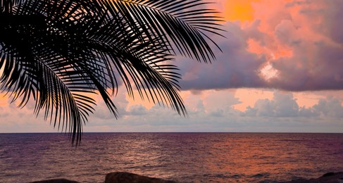 Image of Picturesque view of sea and palm tree at sunset