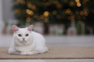 Photo of Christmas atmosphere. Adorable cat on rug in cosy room. Space for text