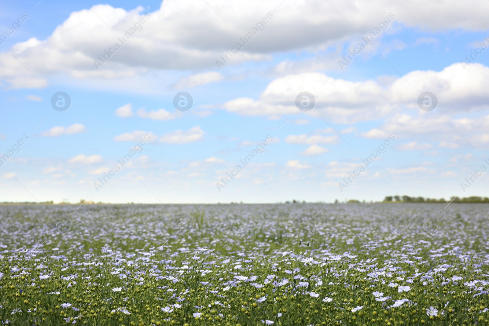 Photo of Beautiful view of blooming flax field on summer day