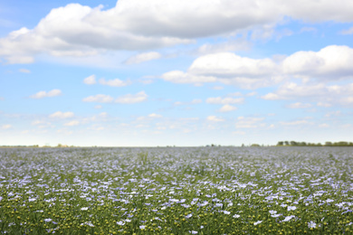 Beautiful view of blooming flax field on summer day