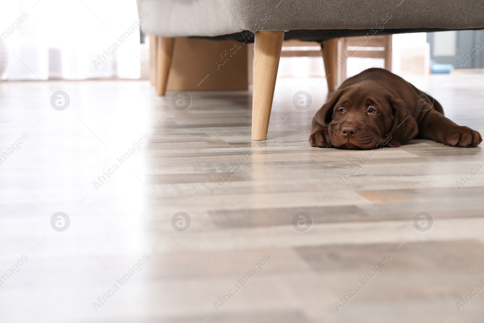 Photo of Chocolate Labrador Retriever puppy lying on floor at home. Space for text