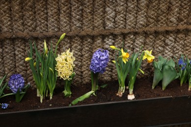 Photo of Different bright flowers in planter near fence outdoors