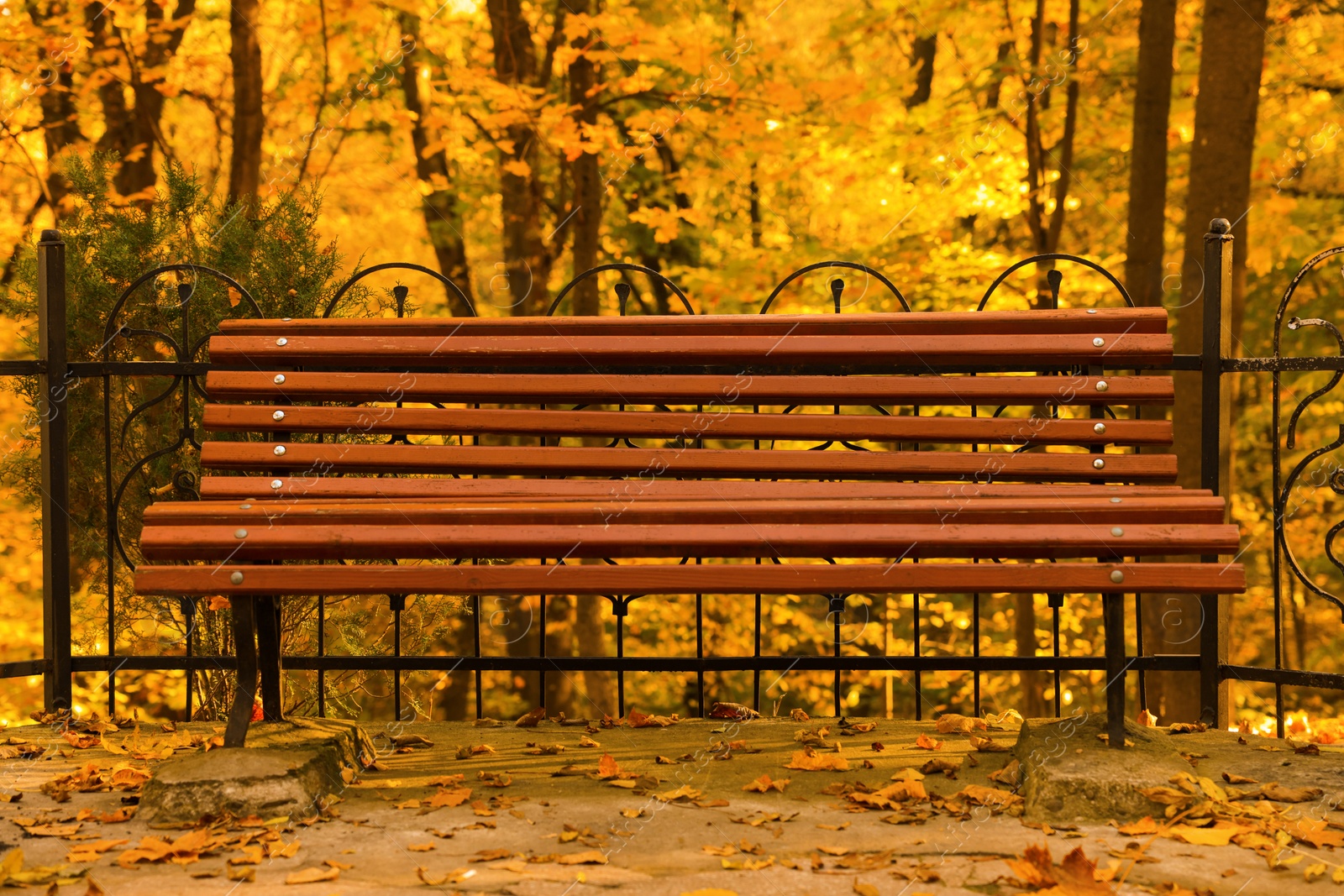 Photo of Wooden bench and yellowed leaves in park on sunny day