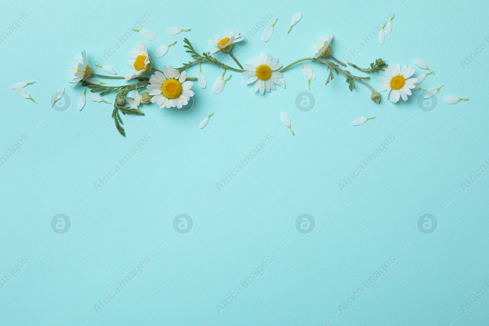 Photo of Flat lay composition with beautiful chamomiles on light blue background. Space for text