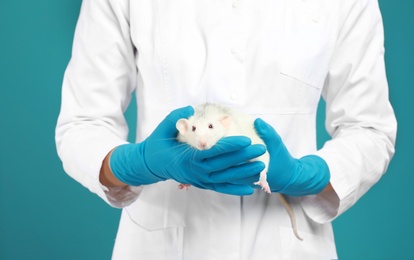 Scientist holding laboratory rat on blue background, closeup