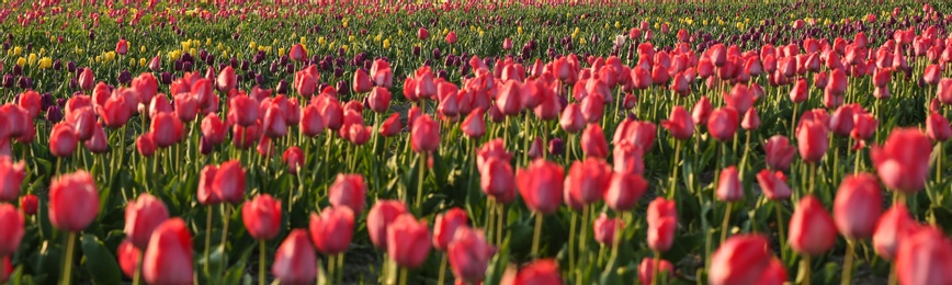 Photo of Field with fresh beautiful tulips. Blooming flowers