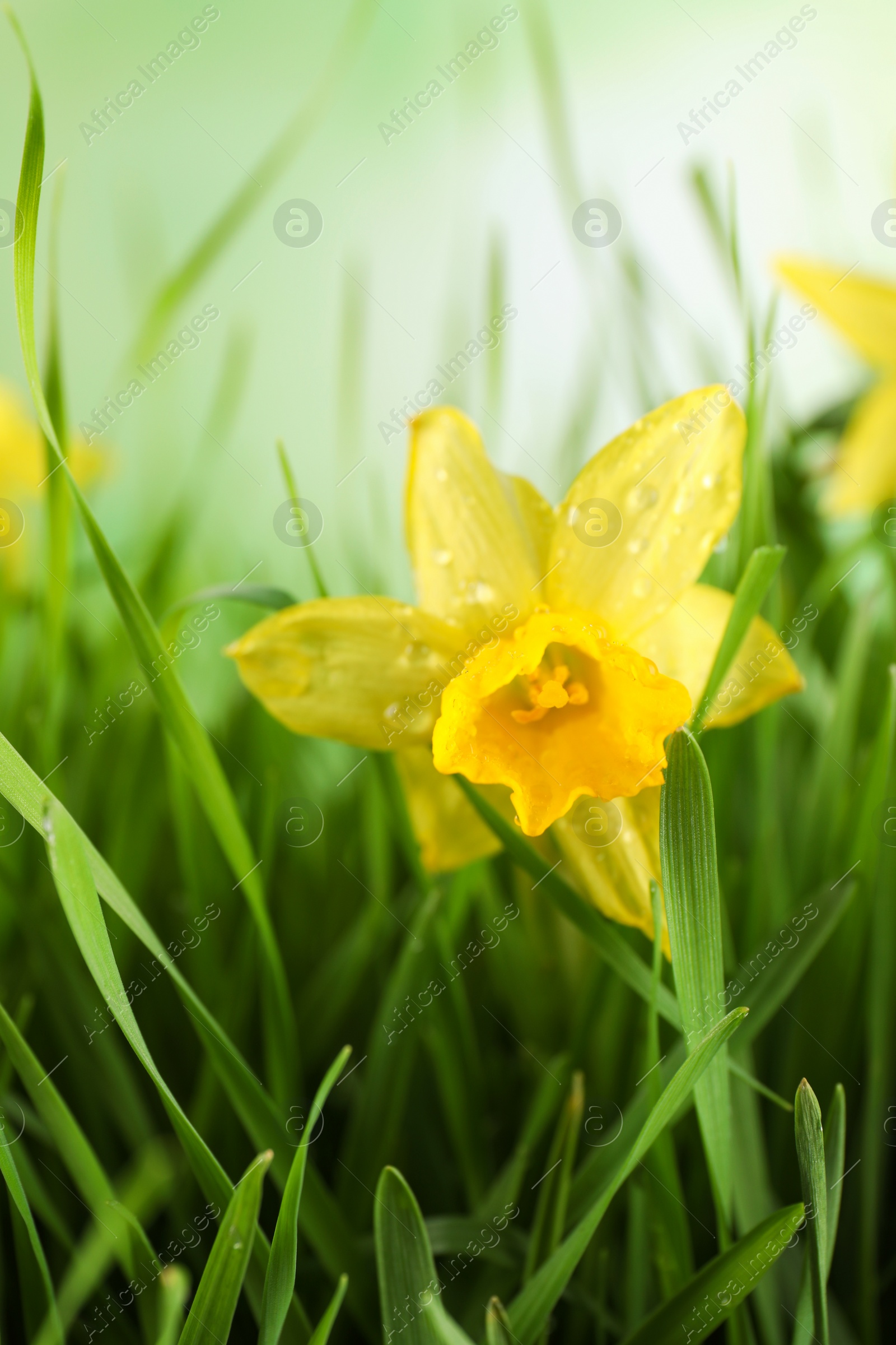 Photo of Spring green grass and bright daffodils with dew, closeup