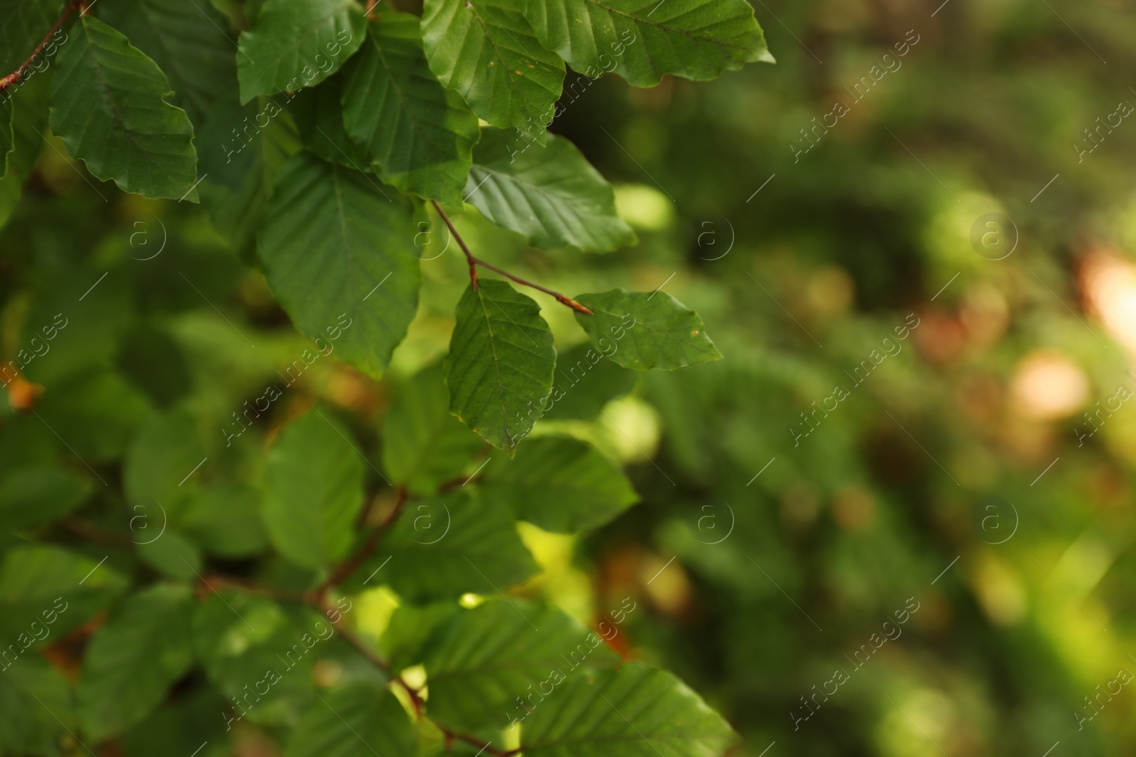 Photo of Beautiful tree with green leaves in forest, closeup