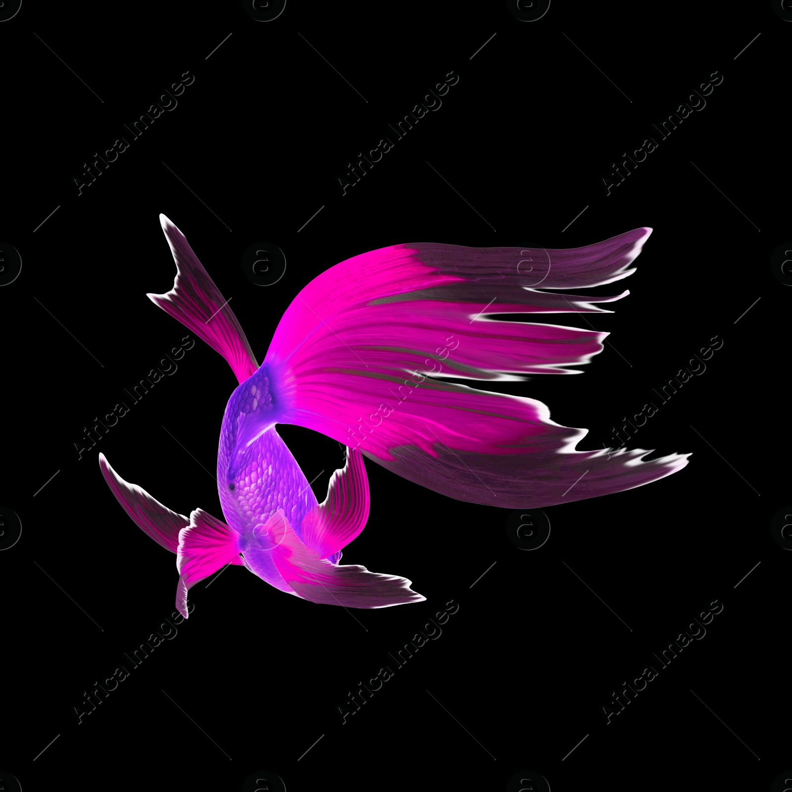 Image of Beautiful colorful betta fish on black background 